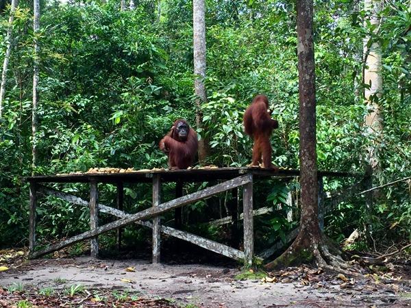 Indonesia tour, Kalimantan, Komodo & Bali
