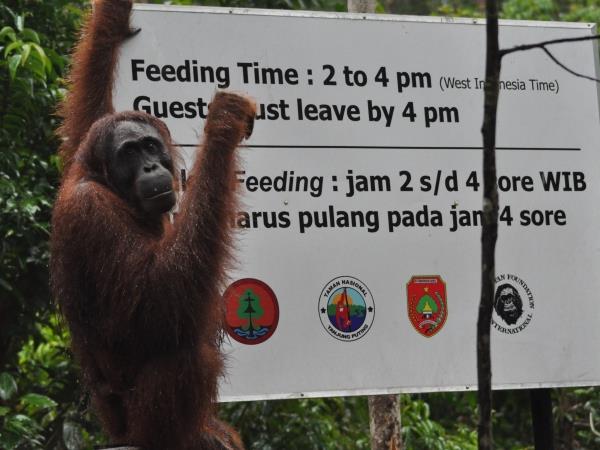 Indonesia tour, Kalimantan, Komodo & Bali