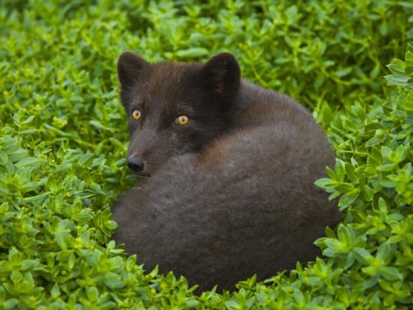 Kamchatka & the Commander Islands wildlife cruise