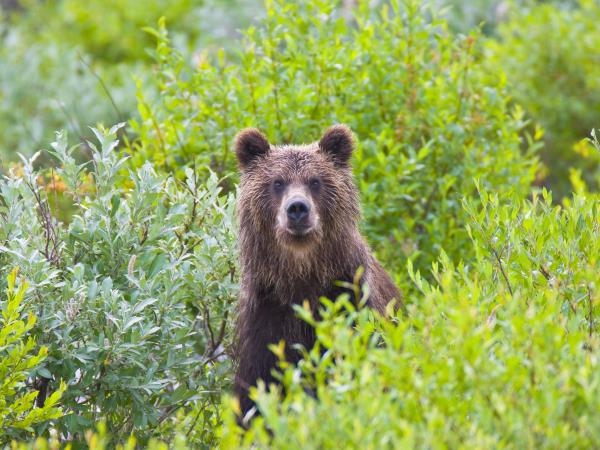 Kamchatka & the Commander Islands wildlife cruise