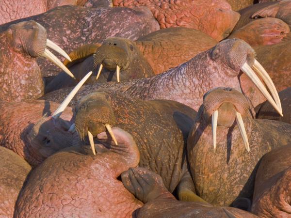 Kamchatka & the Commander Islands wildlife cruise