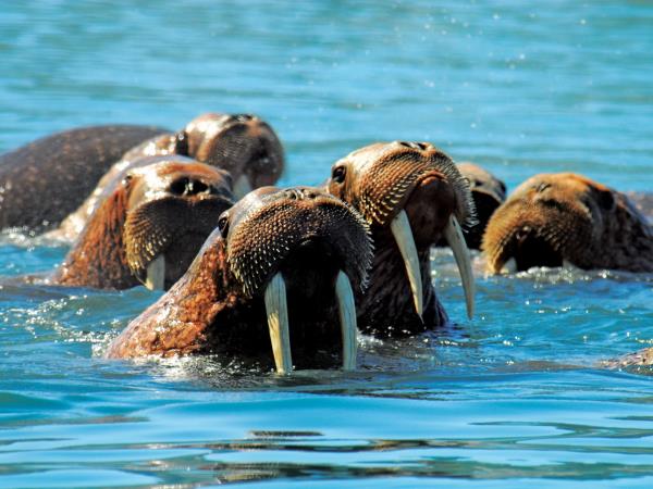 Kamchatka & the Commander Islands wildlife cruise
