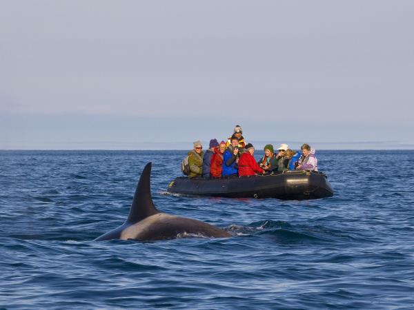 Kamchatka & the Commander Islands wildlife cruise