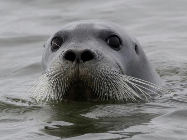 Kamchatka & the Commander Islands wildlife cruise