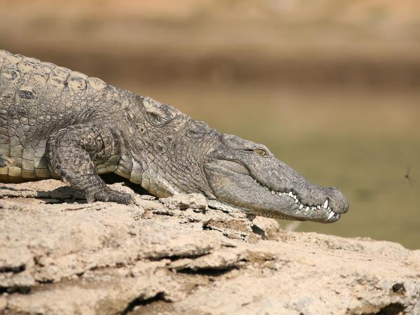 Chambal safari lodge near Agra, India