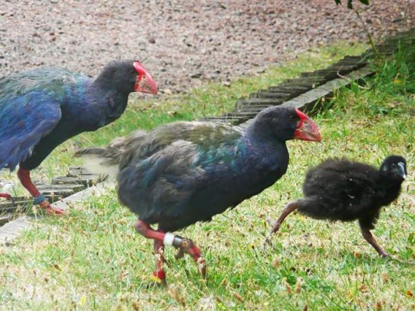 New Zealand bird watching tour