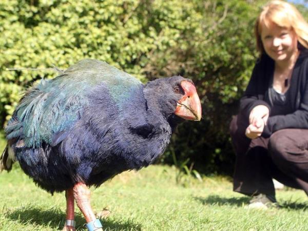 New Zealand bird watching tour