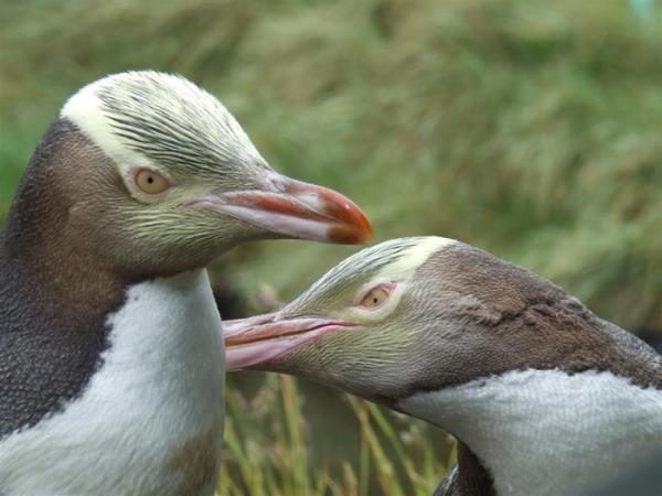 New Zealand bird watching tour