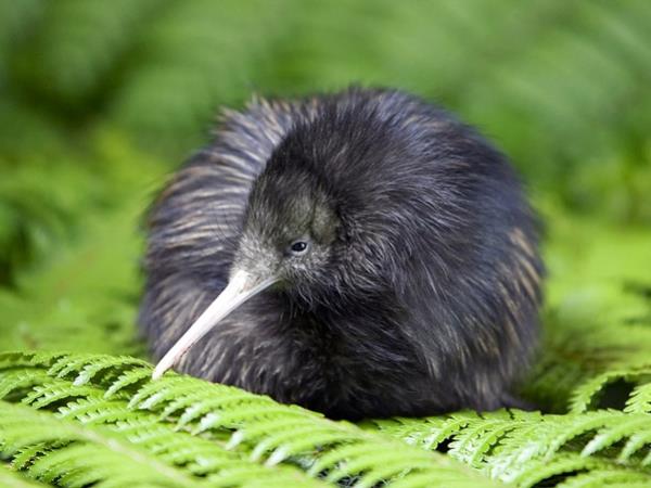 New Zealand bird watching tour