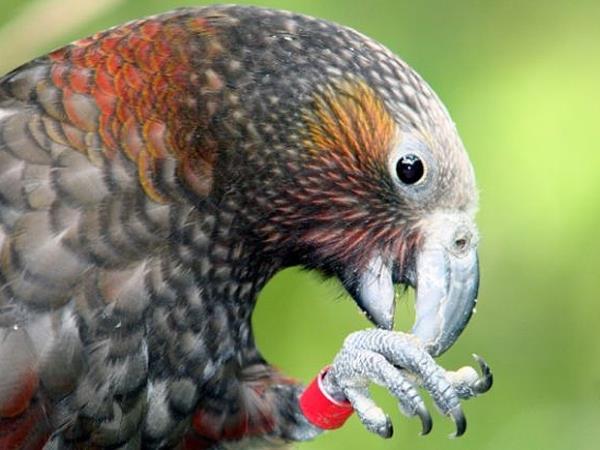 New Zealand bird watching tour