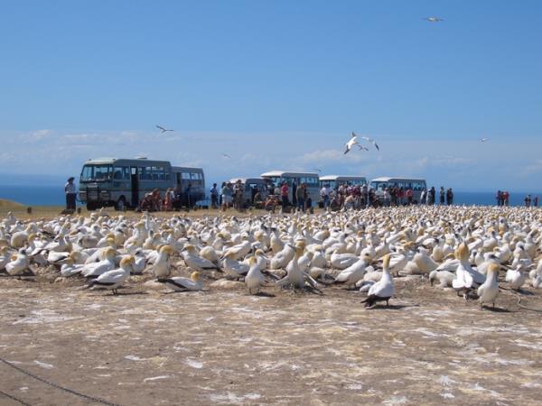 New Zealand bird watching tour
