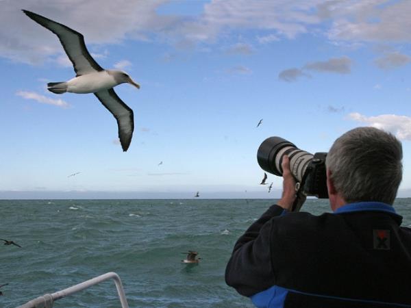 New Zealand bird watching tour