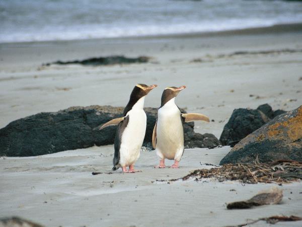 Tailor made tour of New Zealand