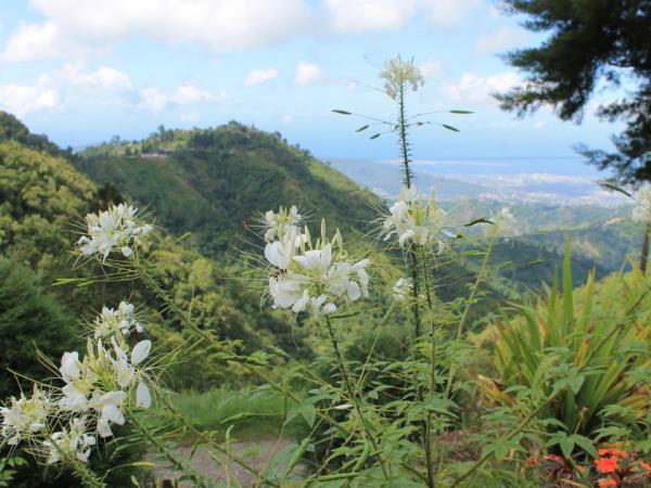 Jamaica tour, Jamaica Discovery