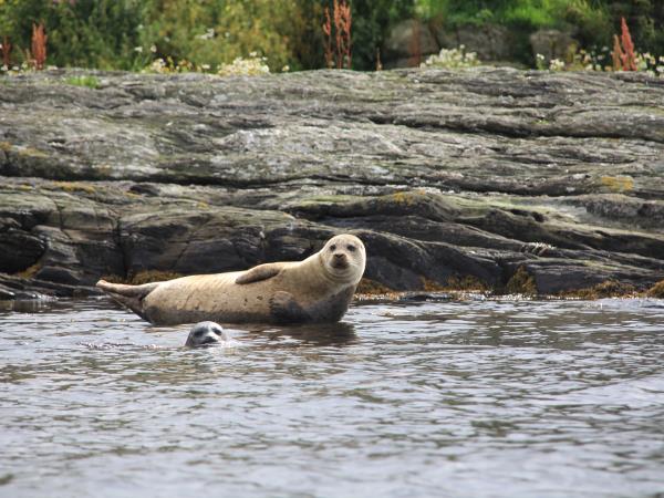 Mull circumnavigation cruise, Scotland
