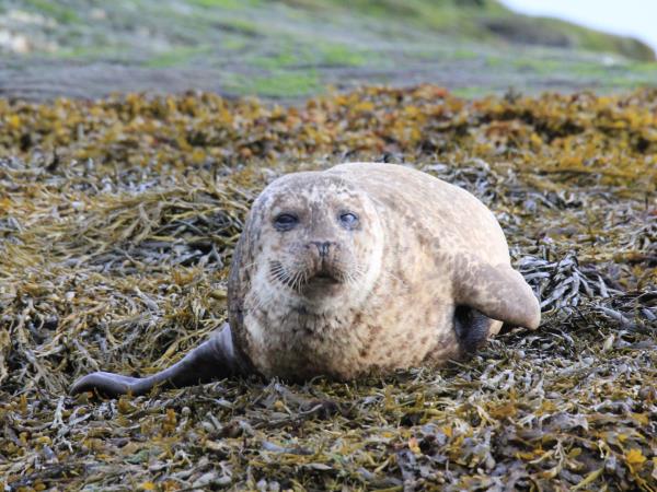 Wildlife sailing holiday in Scotland