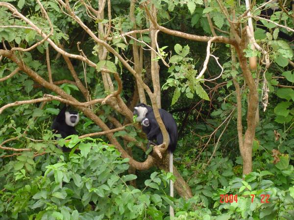 Ghana wildlife and cultural holiday
