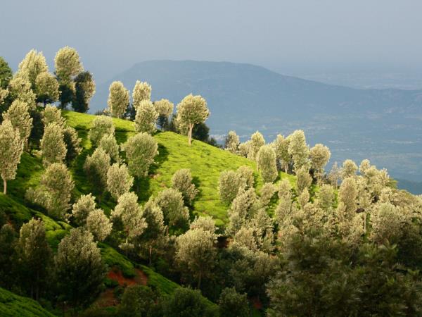 Ayurvedic cooking holiday in Southern India