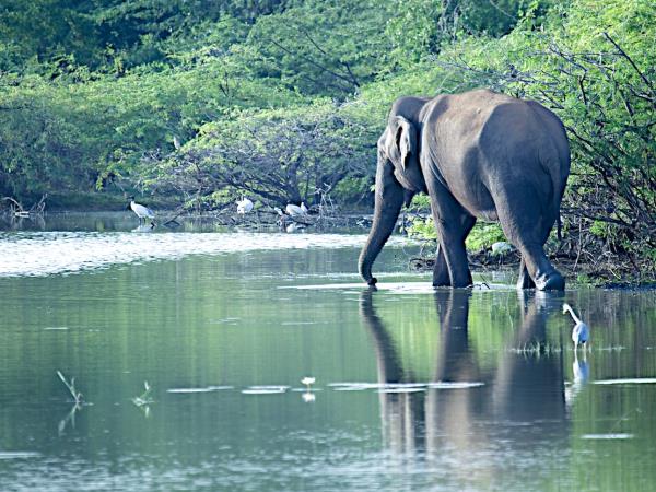 Sri Lanka small group holiday