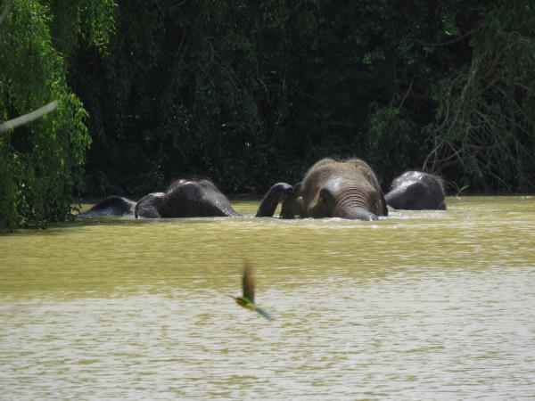 Sri Lanka small group holiday