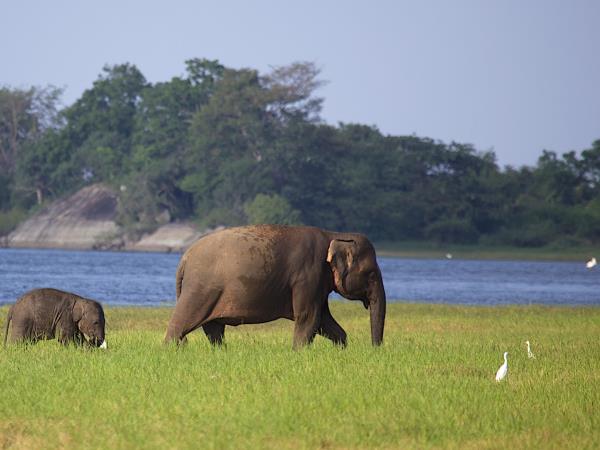 Sri Lanka wildlife holiday
