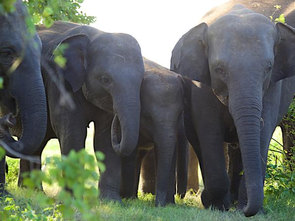 Sri Lanka wildlife holiday