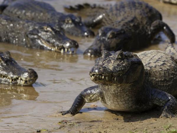 Brazil wildlife holiday, Pantanal & Rio