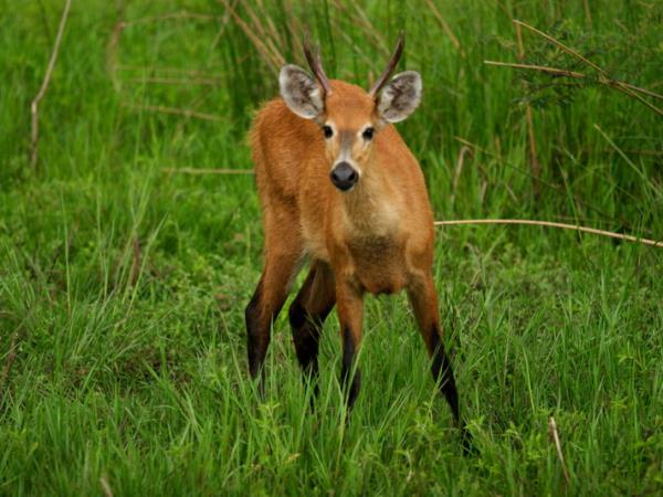 Brazil wildlife holiday, Pantanal & Rio