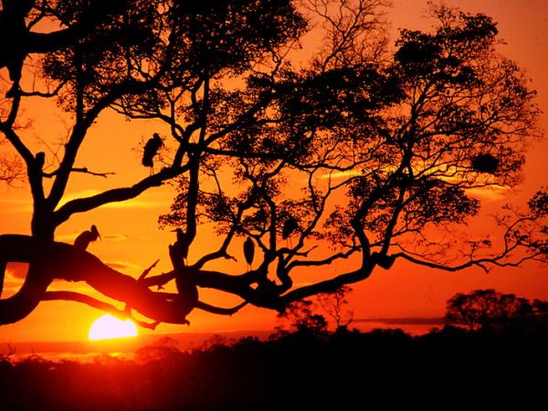 Brazil wildlife holiday, Pantanal & Rio