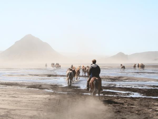 Iceland self drive holiday, whale watching & horse riding