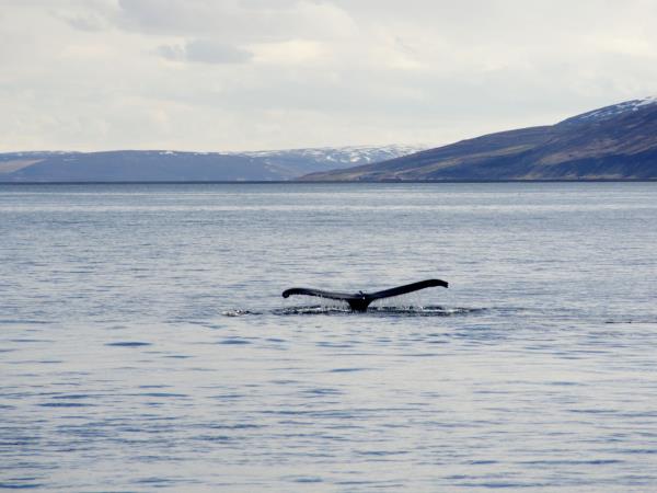 Iceland self drive holiday, whale watching & horse riding