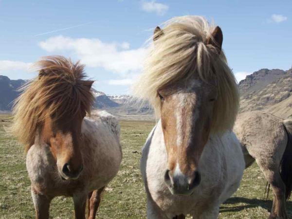 Iceland self drive holiday, whale watching & horse riding