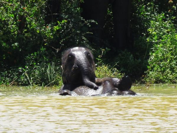 Family holiday in Sri Lanka, Forts & Monkeys