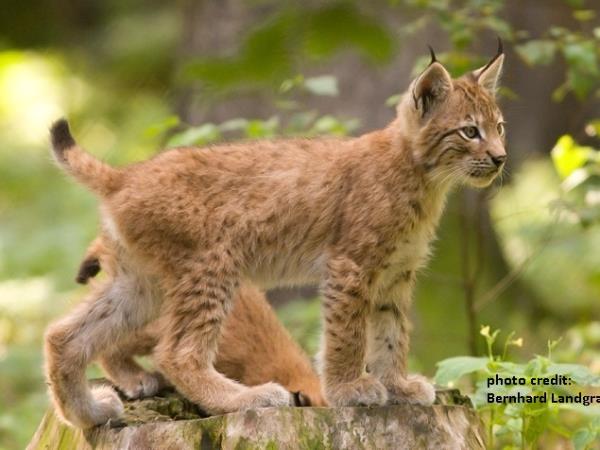 Balkan Lynx wildlife conservation holiday in Montenegro