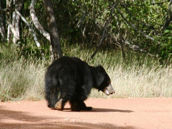 Sri Lanka wildlife holiday, the big five
