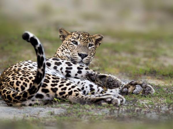 Sri Lanka wildlife holiday, tailor made