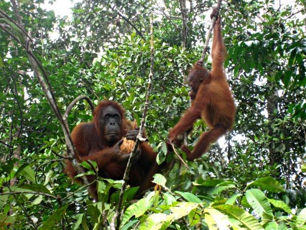 A taste of Sabah, Borneo holidays