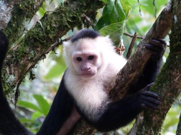 Costa Rica 13 day family holiday