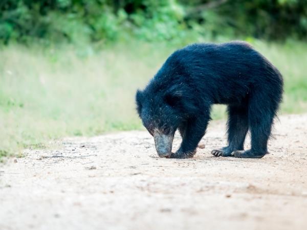 Sri Lanka luxury camping & wildlife holiday