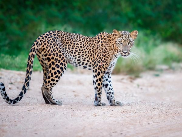 Sri Lanka luxury camping & wildlife holiday
