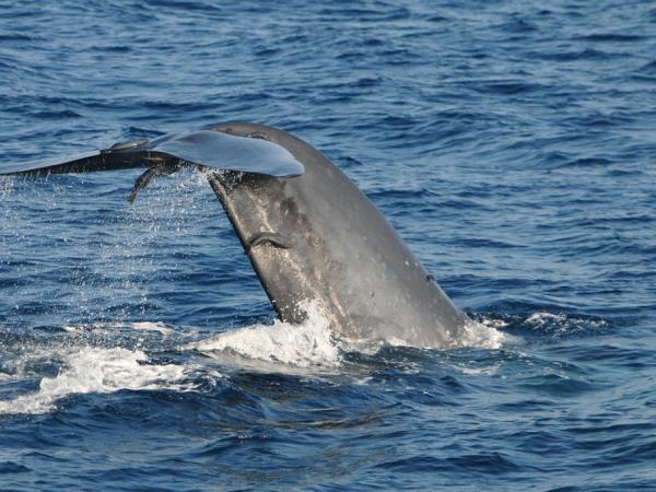 Sri Lanka luxury camping & wildlife holiday