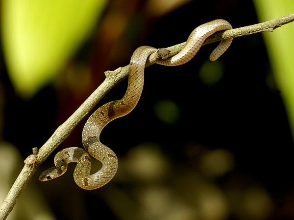 Sri Lanka trekking holiday