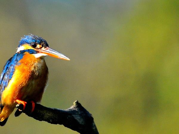Sri Lanka wildlife holiday, tailor made