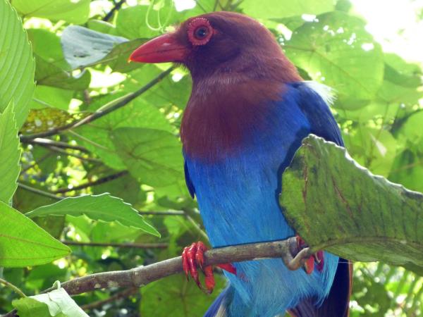 Bird watching tour in Sri Lanka