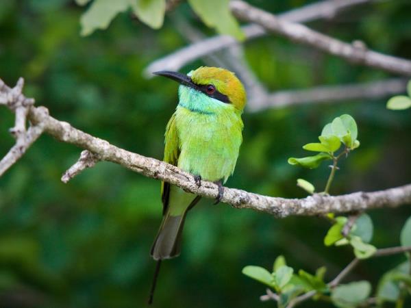Bird watching tour in Sri Lanka