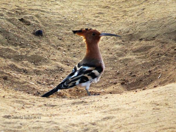 Bird watching tour in Sri Lanka