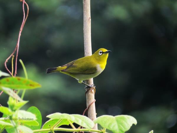 Bird watching tour in Sri Lanka