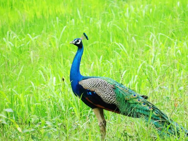 Bird watching tour in Sri Lanka