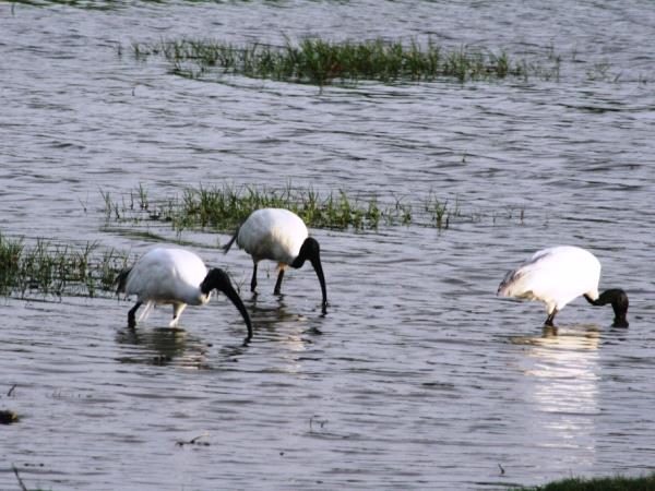 Bird watching tour in Sri Lanka