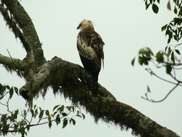 Bird watching tour in Sri Lanka